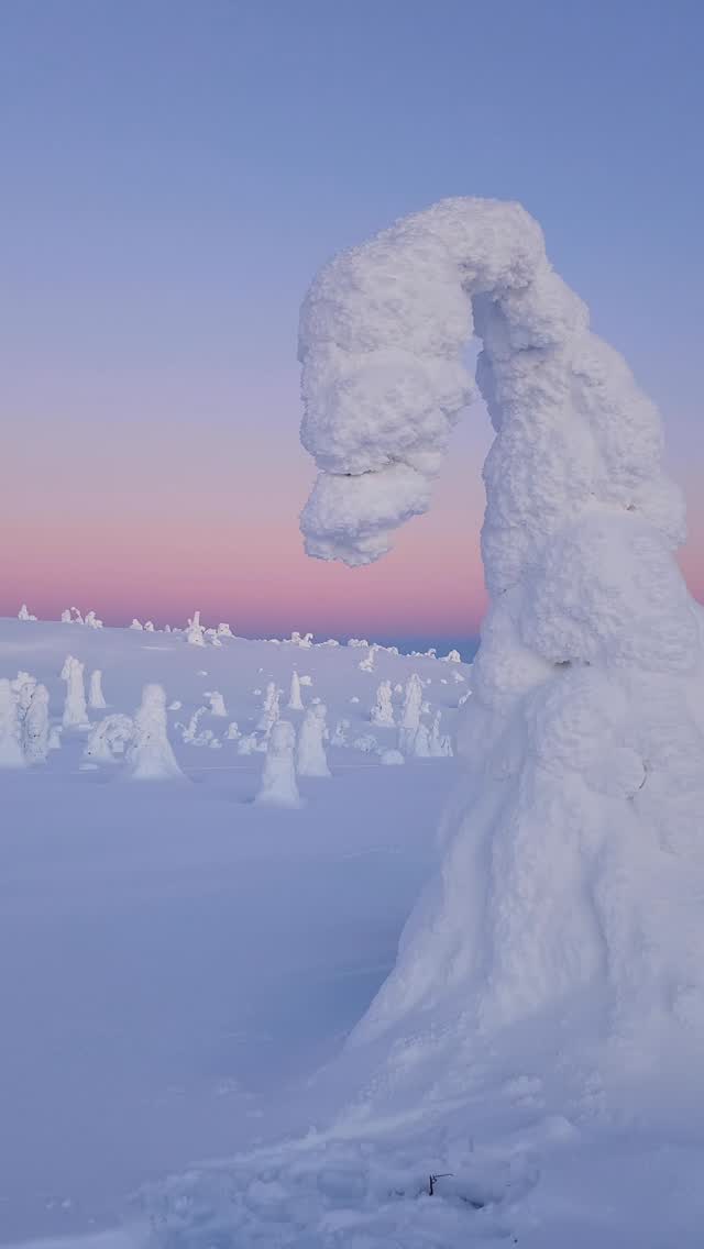 Snow-covered trees during sunset in winter landscape.