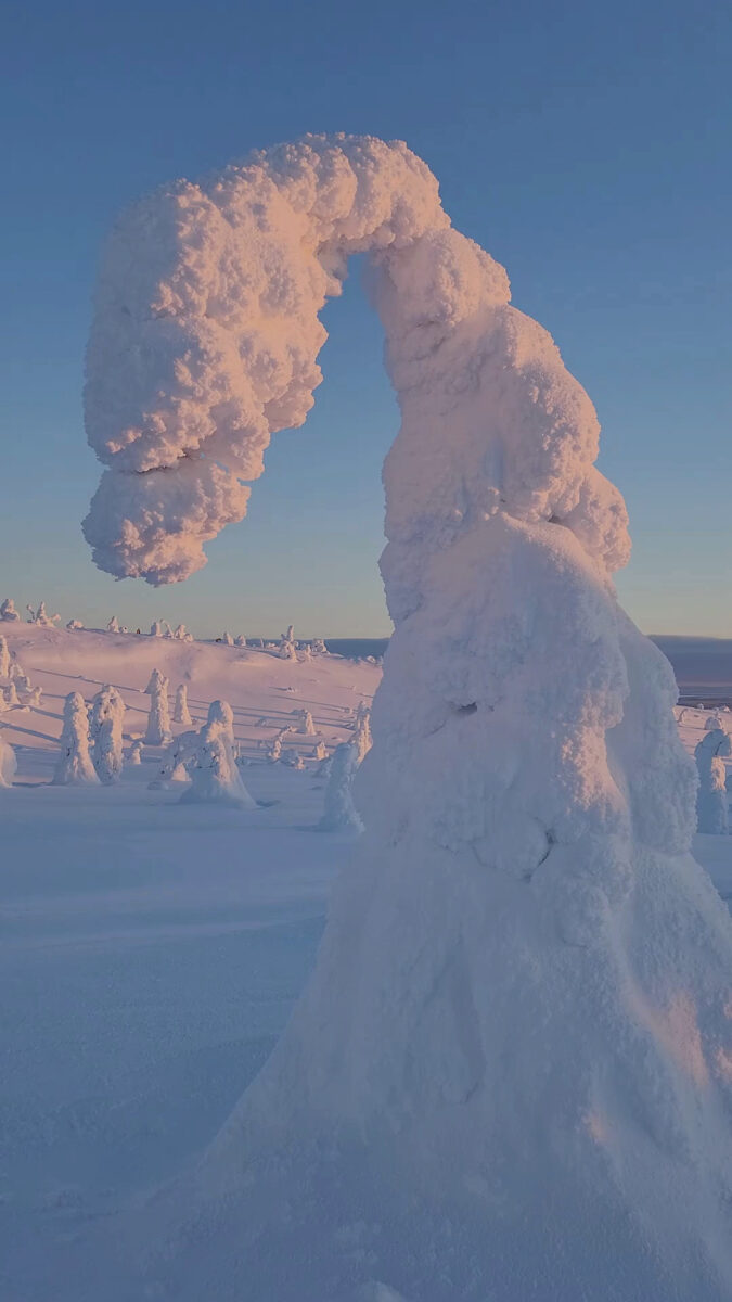 Snow-covered tree shaped like arch at sunset