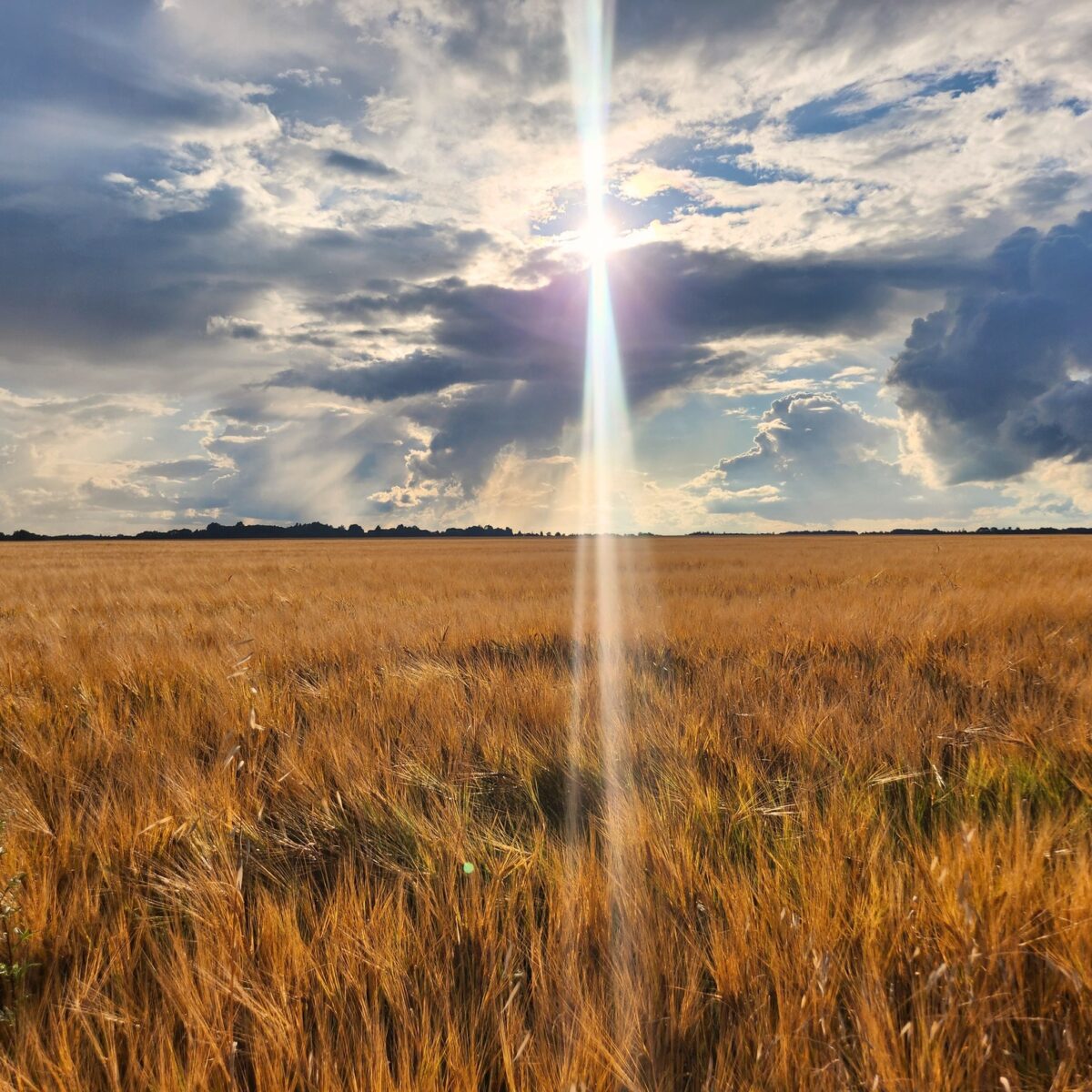 Golden wheat field under dramatic sunlit clouds