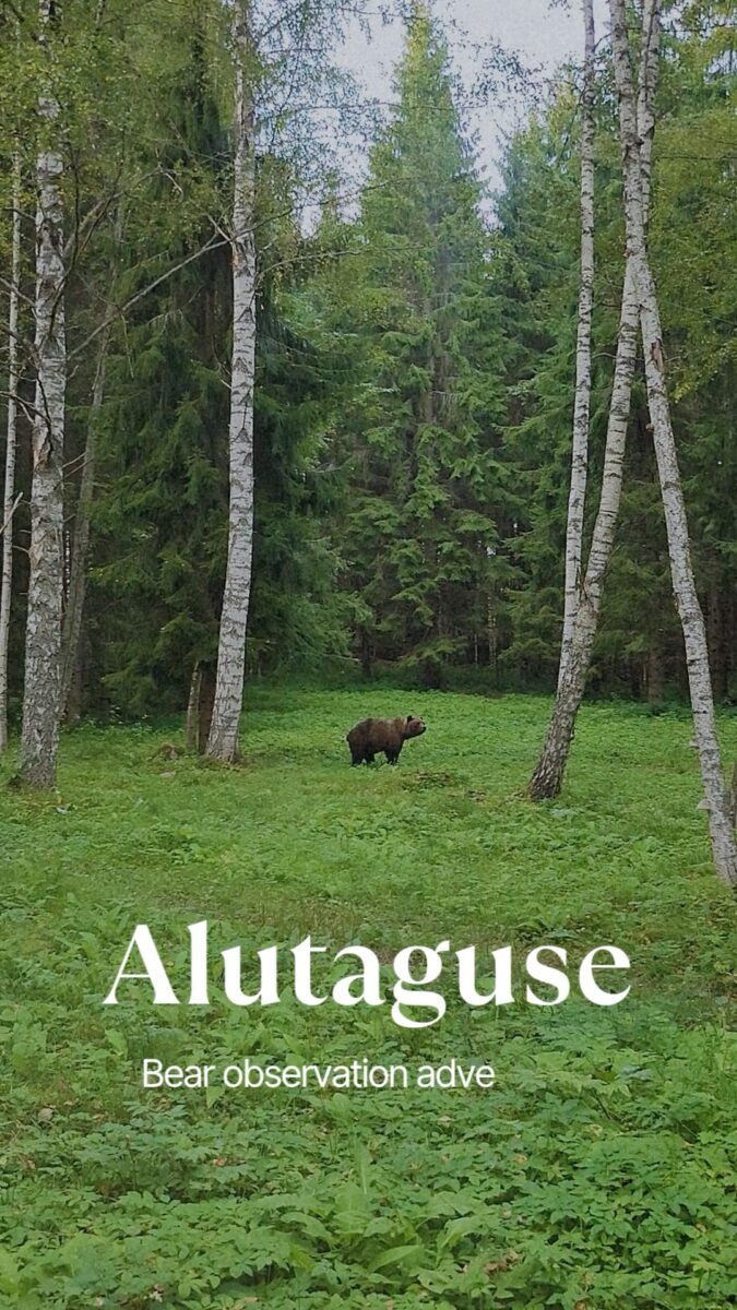 Brown bear standing in lush forest clearing