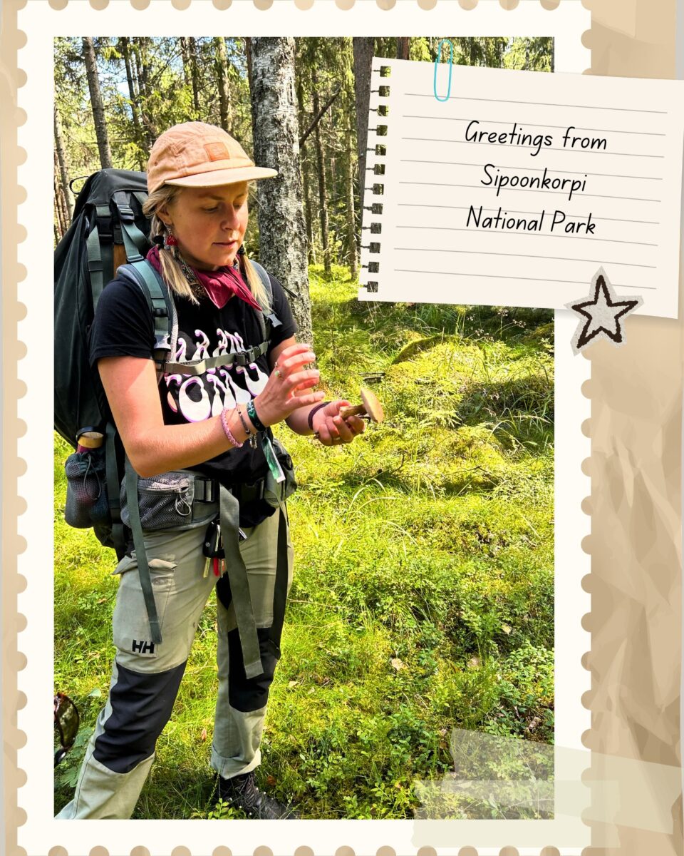 Hiker examining mushroom in Sipoonkorpi National Park