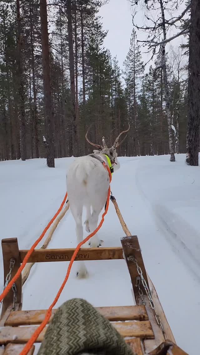 Reindeer pulling a sled through snowy forest