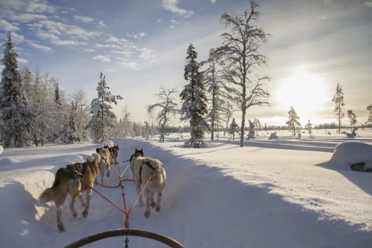 Husky safari in Finnish Lapland