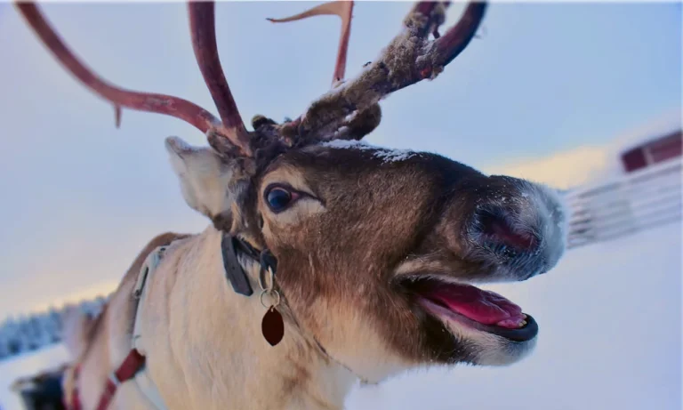 Close-up of reindeer with harness in snow