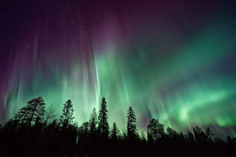 Northern lights over silhouetted forest at night
