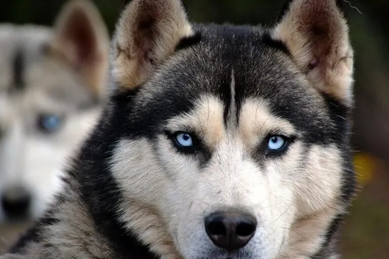 Close-up of blue-eyed Siberian Husky