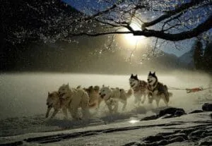 Sled dogs running across snowy landscape at night