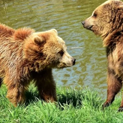 Two brown bears facing each other by water