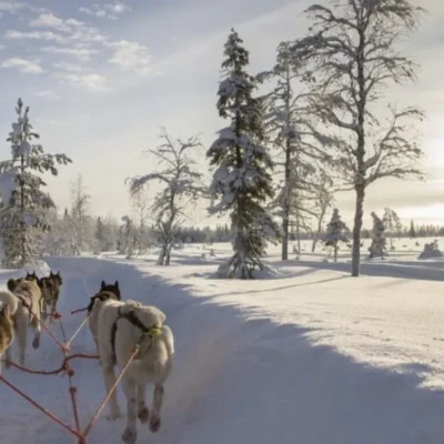 Dog sled team traveling through snowy forest