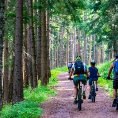 Cyclists riding on forest trail among tall trees