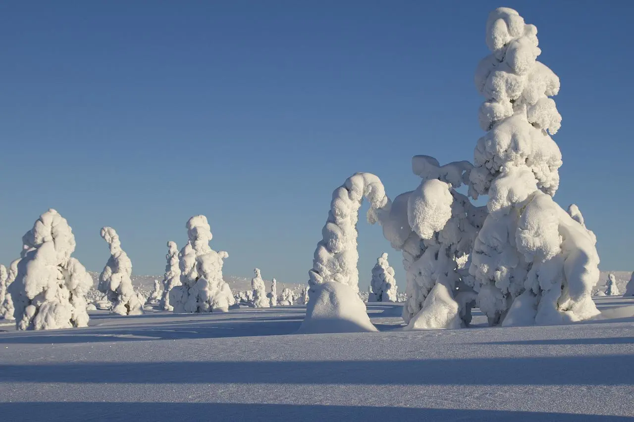Snow-covered trees in frozen winter landscape