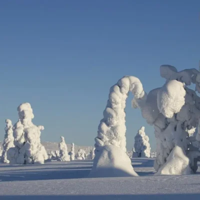 Snow-covered trees in frozen winter landscape