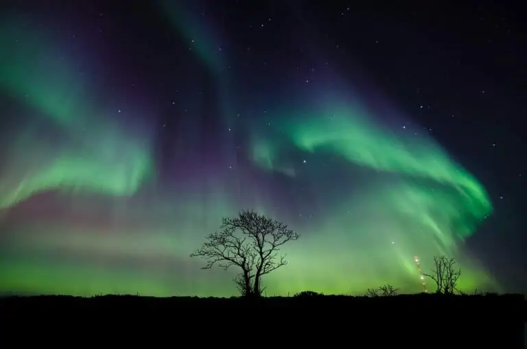 Northern lights over silhouetted tree at night