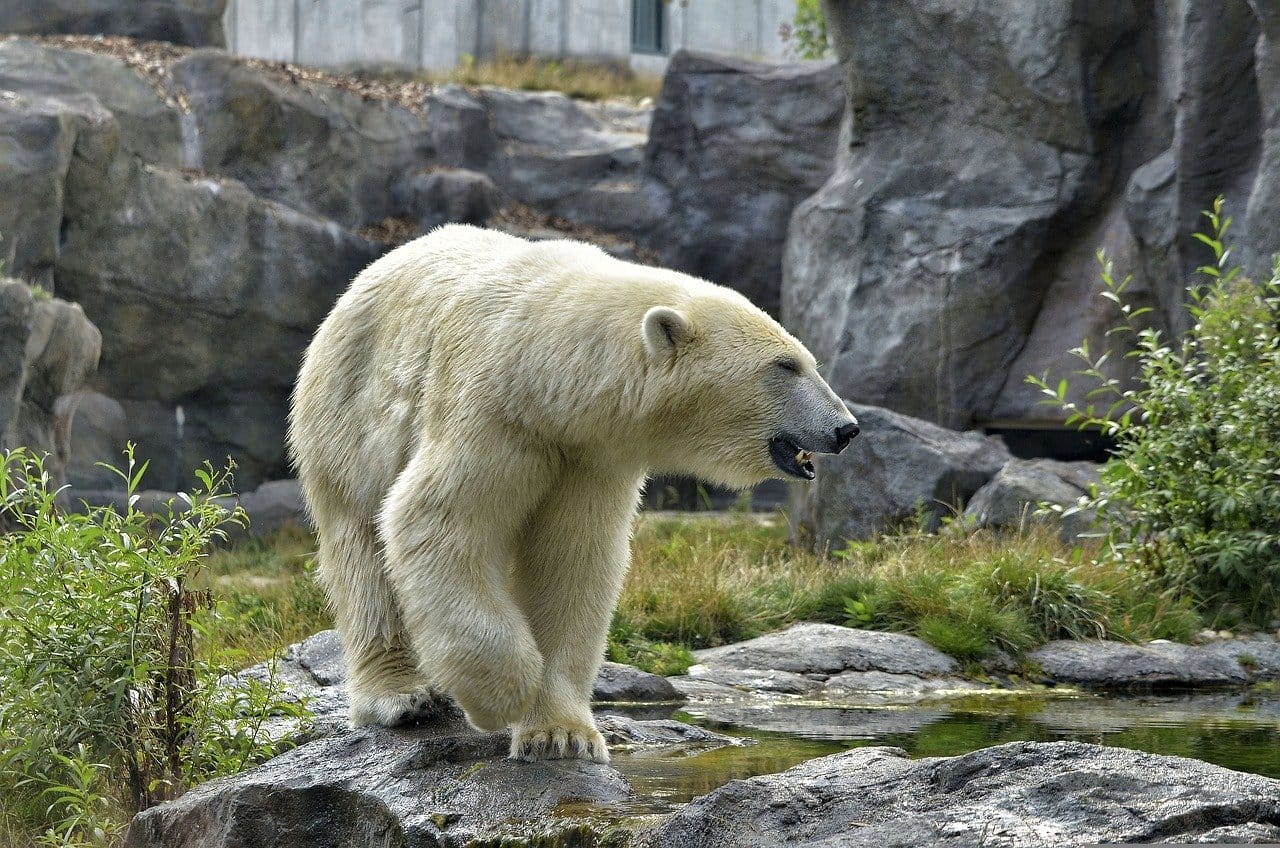 icebear, zoo, polar bear-2641842.jpg