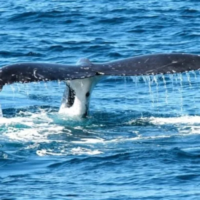 Whale tail fluke above ocean surface