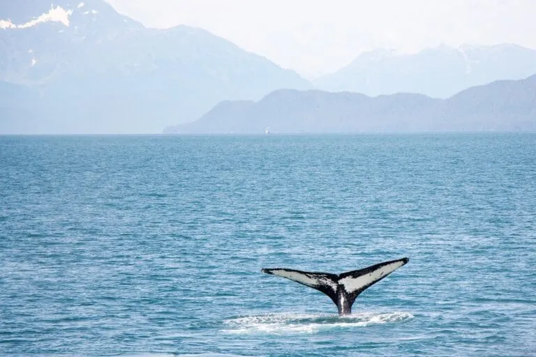Whale tail above ocean with mountains background