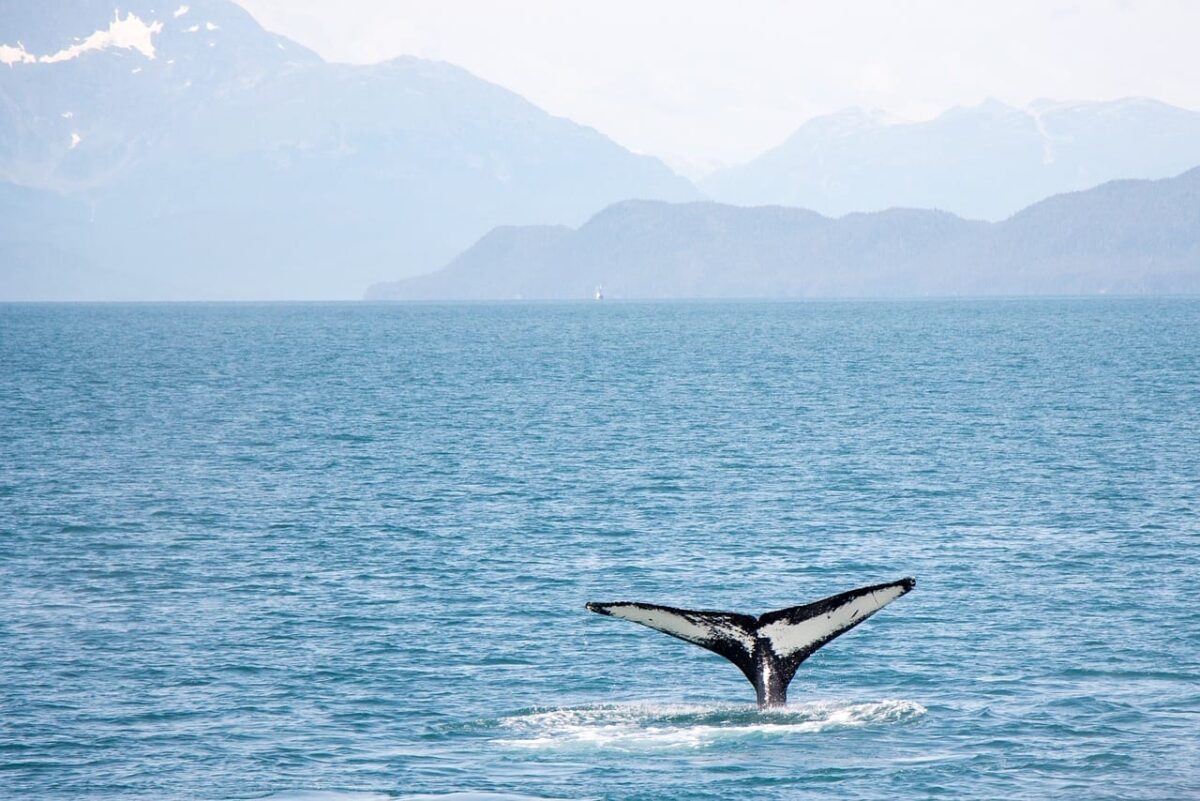 Lofoten Island Cruise whale watching Norway