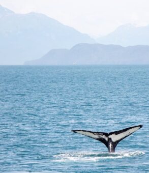 Lofoten Island Cruise whale watching Norway