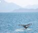 Lofoten Island Cruise whale watching Norway