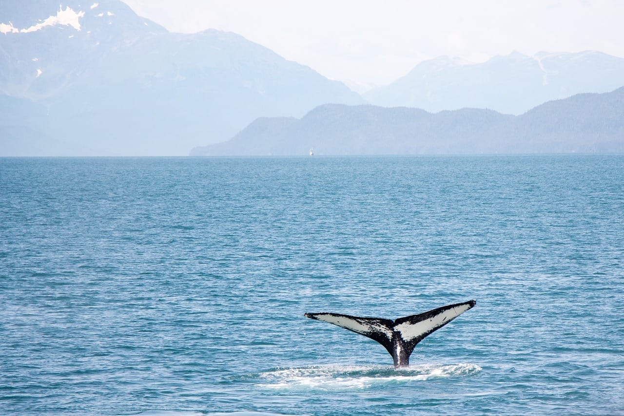 Lofoten Island Cruise whale watching Norway