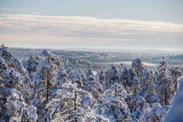 Snow-covered forest landscape under cloudy winter sky