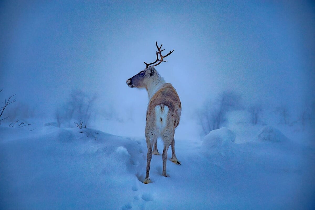 Regenerative travel Arctic Finland winter
