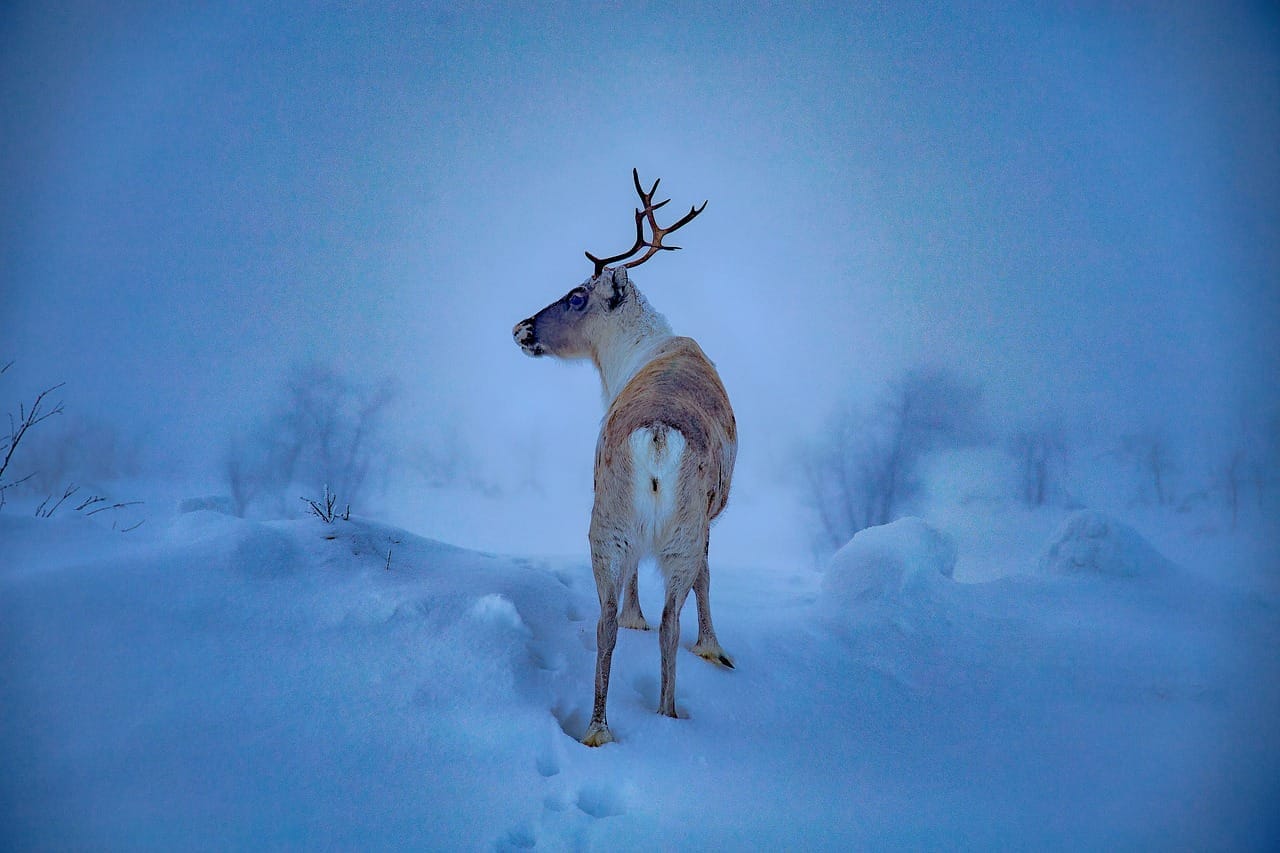 Regenerative travel Arctic Finland winter