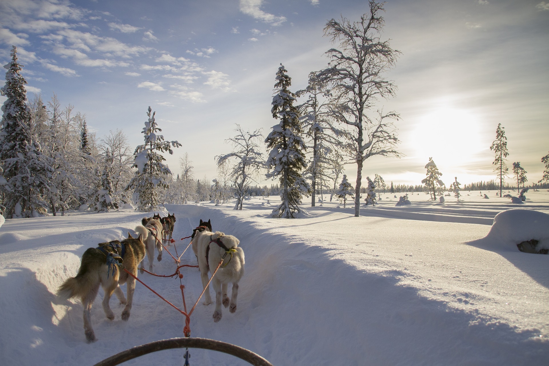 Husky safari in Lapland