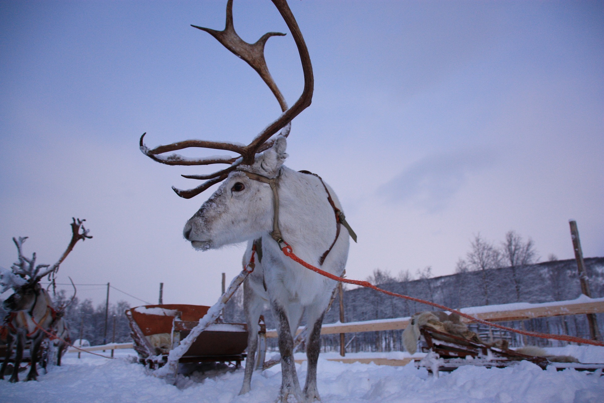 Reindeer farm visit in Lapland